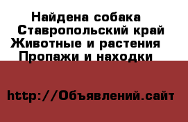 Найдена собака - Ставропольский край Животные и растения » Пропажи и находки   
